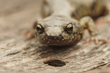 Frontal closeup on a gorgeous colored adult Clouded salamander, Aneides ferreus in northern California