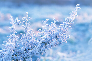 beautiful gentle winter landscape. frozen grass on snowy natural background. cold winter season,...