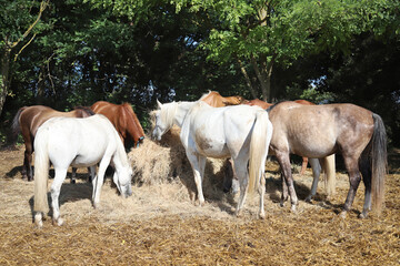 Obraz na płótnie Canvas Herd of horses eating straw in field. Food.