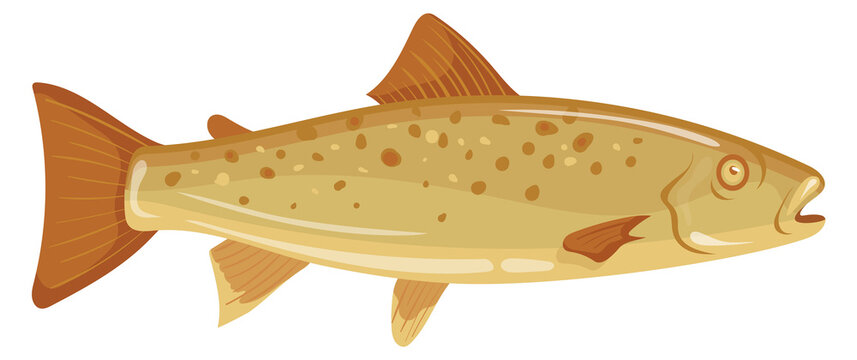 Trout cartoon icon. Swimming underwater animal character
