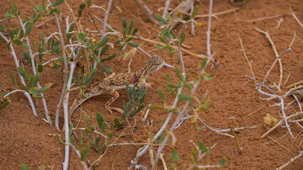 Tuva toad-headed Agama in Gobi desert in Mongolia 