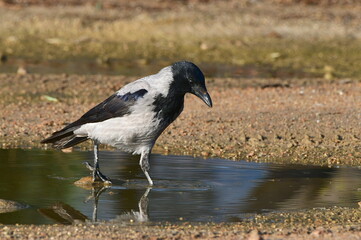 Hooded Crow Corvus corone cornix drinking water from puddle