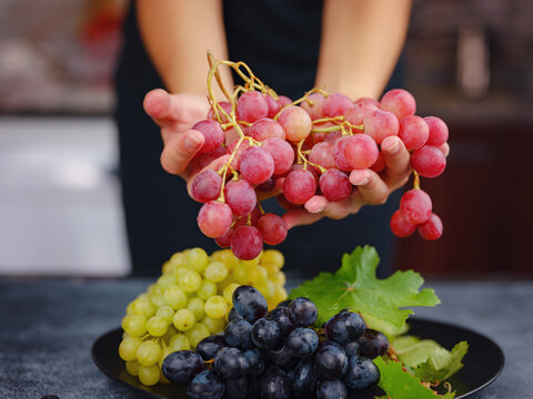Vineyard Harvest in autumn season. Crop and juice, Organic blue, red and green grapes on table viewed from above, concept wine, Woman holding grapes