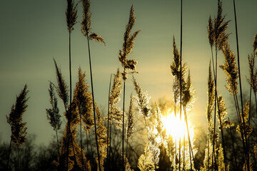 wheat field at sunset