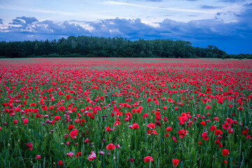field of red poppies