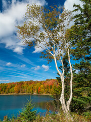 Vibrant autumn landscape with trees and lake under blue skies with puffy clouds in Maine