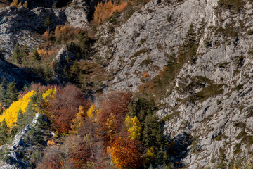 autumn nature landscape at scarita belioara reservation in apuseni