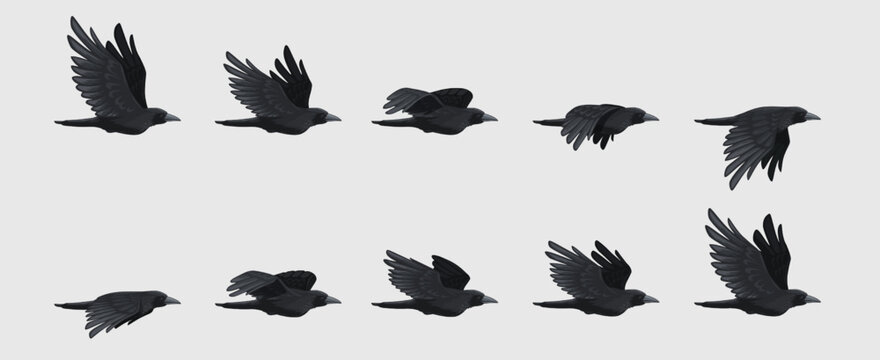 Crow fly sequence. Black flying raven silhouette, black bird wing move for animation frame sequences 2d gaming asset. Vector isolated set