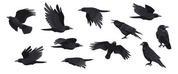 Fototapeta premium Raven set. Black crow silhouettes, blackbird different poses flying wild animal character icons for logo tattoo design. Vector isolated collection