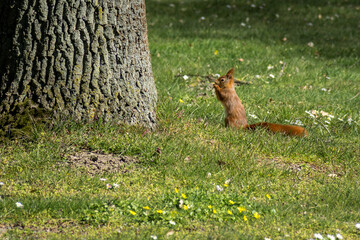 squirrel in the park eating a nut