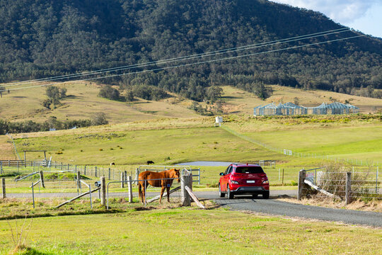 Horse in farm paddock and ev car driving out gateway