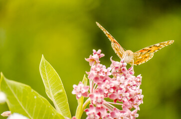 Painted Lady Butterfly on the Autumn Flowers