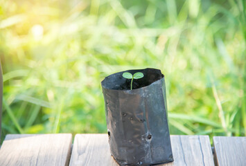 sunset in africa, safari with wild animals. giraffes against the background of sunset in the savannah.Amazing. Panorama silhouette tree in africa.with blur shadow techniques.