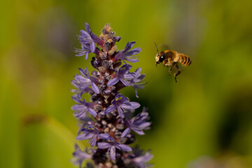 abeille sur fleur 