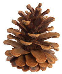 Close up of a conifer cone - obrazy, fototapety, plakaty