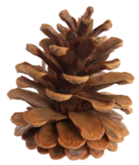 Foto auf Alu-Dibond Close up of a conifer cone © EricG