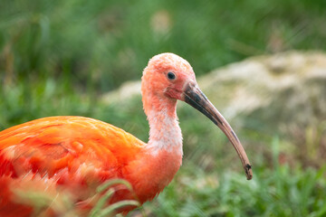 portrait d'un ibis rouge en gros plan