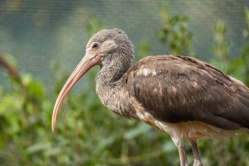 portrait d'un ibis en gros plan