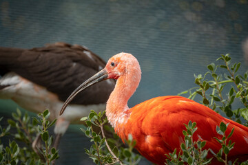 portrait d'un ibis rouge en gros plan