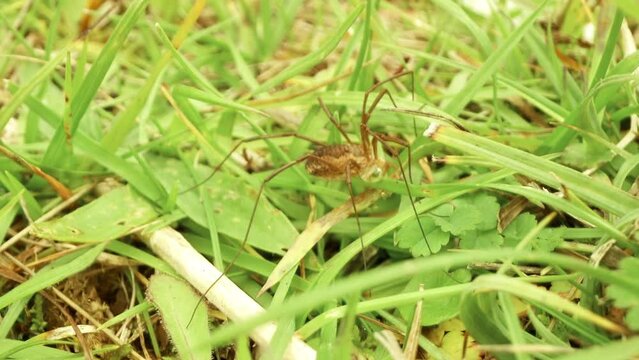 Long-legged spider Phalangium opilio walking in the grass