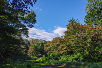 Obraz premium 明治神宮の紅葉と秋空