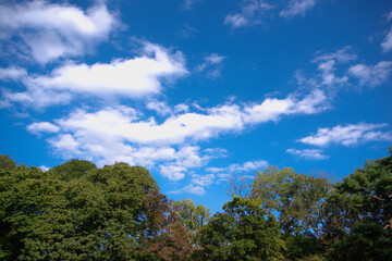 Fototapeta premium 明治神宮の紅葉と秋空