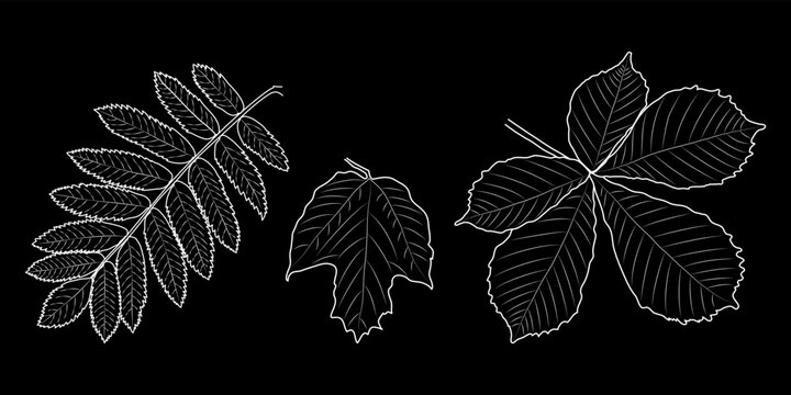 Chestnut, viburnum, mountain ash3