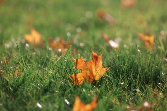 Maple leaf on the grass in sunlight. Bright yellow leaves background. Autumn vivid natural wallpaper. Panoramic forest landscape. Fallen autumn leaves on grass in the morning park