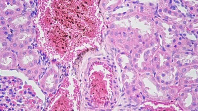 Section of artery and vein under microscope with 400 times magnification filmed on bright field. Research of blood vessels and cells. Scientific and medical. System of transferring important elements.
