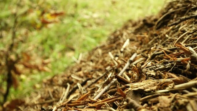 Anthill of tree branches with small ants running over it