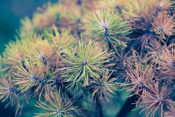 Green pine background. Christmas tree branches. Nature New Year concept. Festive design. Abstract natural green coniferous wallpaper. Macrophotography