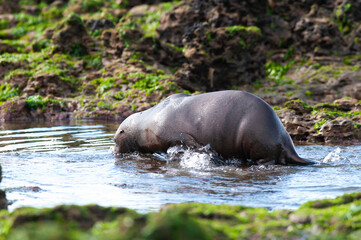 Sea Lion baby, Peninsula Valdes, Unesco World Heritage Site,Patagonia, Argentina