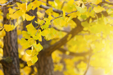 Close-up on Ginkgo Biloba tree. Yellow leaves on blue sky background. Autumn concept background. Macro Ginkgo leaf. Healing plant, alternative chinese medicine
