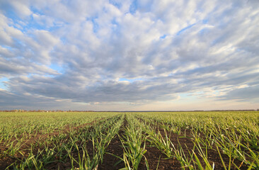 Agricultural field of young wheat under the clouds. The farm. Cherkasy, Ukraine