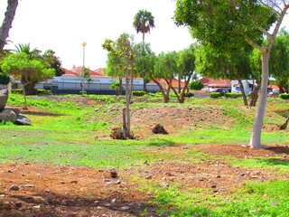 green grass after the rain