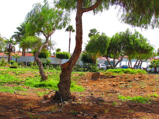 trees at the park 