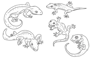 Naklejka na ściany i meble Gecko lizards wildlife animals reptiles desert dwellers set isolated on white background elements cute cartoon style hand drawn
