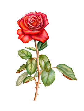 Red rose drawing