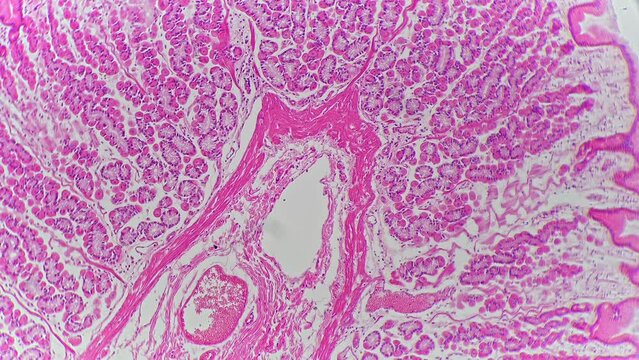 Kidney in longitudinal section under microscope with 100 times magnification on bright field. Examination of human cortex cells with lab equipment on anatomy lessons at university. Histology theme