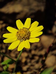 yellow flower in the garden