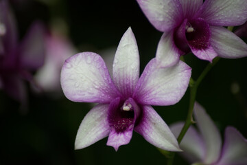 Naklejka na ściany i meble close up of pink orchid