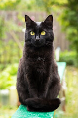 Bombay black cat portrait with yellow eyes and attentive look sit on bench outdoor in spring summer nature in garden