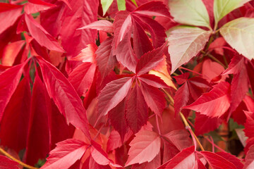 Red pink ivy autumn leaves natural texture background. Bright fall leaf close up, nature pattern