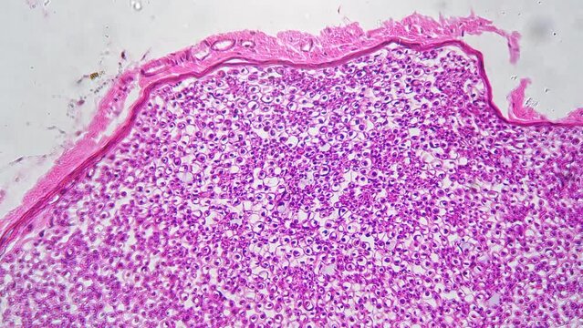 Pink corpus ventriculi in section filmed under microscope with 200x magnification against bright field. Digestive system cells examined in scientific laboratory. Theme of discovering human anatomy