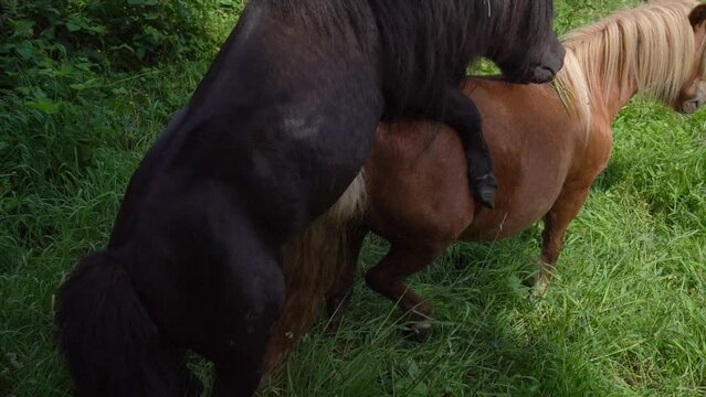 Shetland Ponies Mating in the Field - Responsible breeding