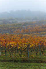 colorful autumn vineyards 