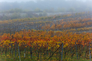 Fototapeta premium colorful autumn vineyards rows . 