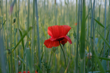red poppy in the field