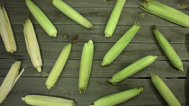 Corn cobs on the table. Flat layout. Unpeeled corncobs lie on an old wooden table.  Camera movement over the table from right to left.