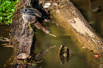 heron on a Log with reflection